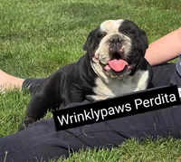 Perdita x Moose, a  English Bulldog for sale in Findlay, OH – 1 of 2