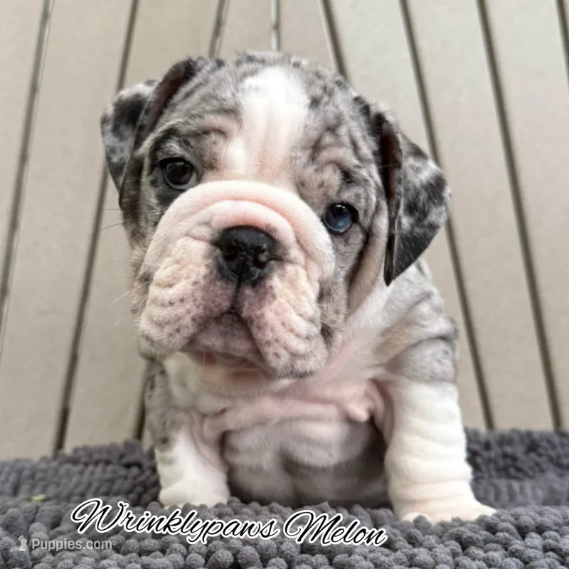 Melon – English Bulldog puppy for sale in Findlay, OH