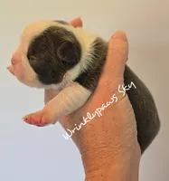 Sky, a male Boston Terrier for sale in Findlay, OH – 2 of 2