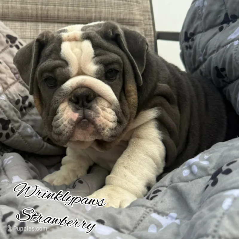Strawberry – English Bulldog puppy for sale in Findlay, OH
