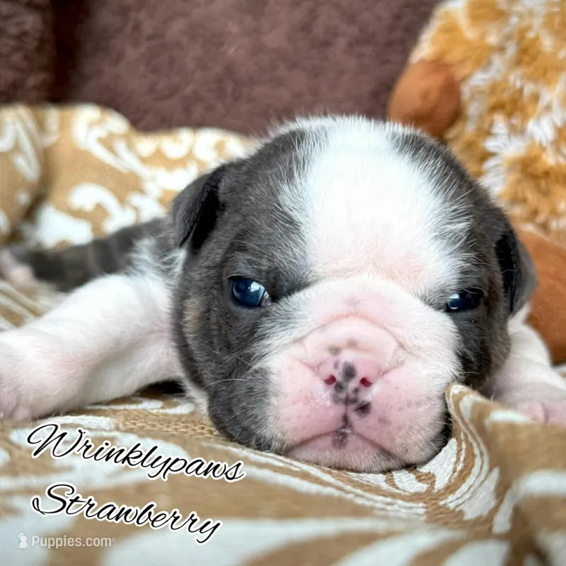 Strawberry – English Bulldog puppy for sale in Findlay, OH