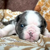 Strawberry, a female English Bulldog for sale in Findlay, OH – 5 of 8