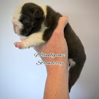 Strawberry, a female English Bulldog for sale in Findlay, OH – Photo 2 of 2