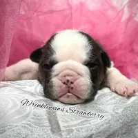 Strawberry, a female English Bulldog for sale in Findlay, OH – 6 of 8