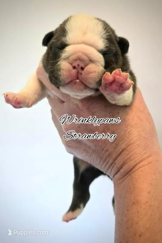 Strawberry – English Bulldog puppy for sale in Findlay, OH