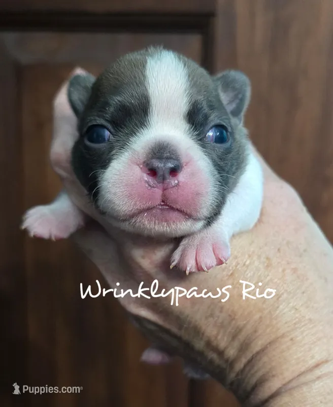 Rio – Boston Terrier puppy for sale in Findlay, OH