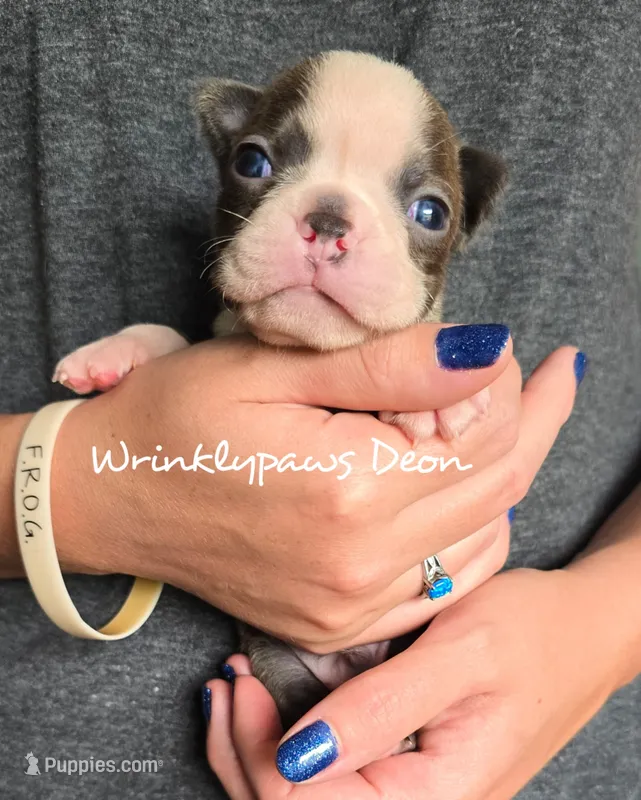 Deon – Boston Terrier puppy for sale in Findlay, OH