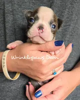 Deon, a male Boston Terrier for sale in Findlay, OH – 1 of 2