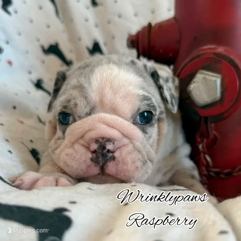 Raspberry  – English Bulldog puppy for sale in Findlay, OH