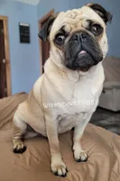 Pugs coming, a  Pug for sale in Findlay, OH – Photo 3 of 3