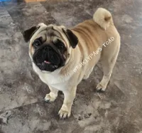 Pugs coming, a  Pug for sale in Findlay, OH – Photo 2 of 3