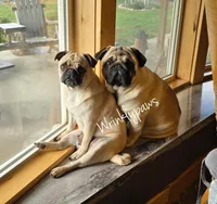 Pugs coming, a  Pug for sale in Findlay, OH – Photo 1 of 3