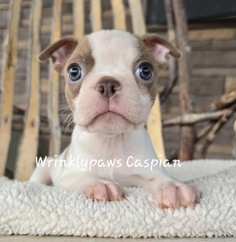 Caspian – Boston Terrier puppy for sale in Findlay, OH