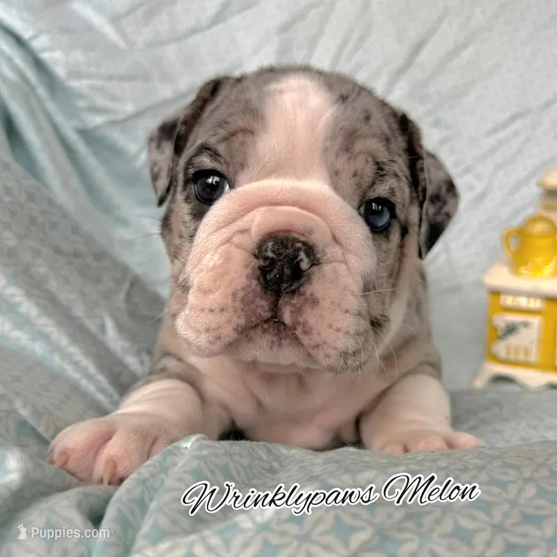 Melon – English Bulldog puppy for sale in Findlay, OH