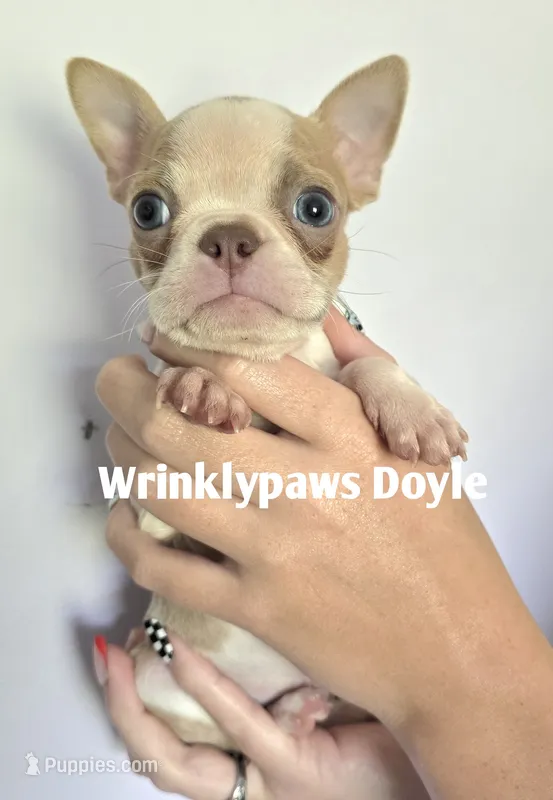 Doyle – Boston Terrier puppy for sale in Findlay, OH