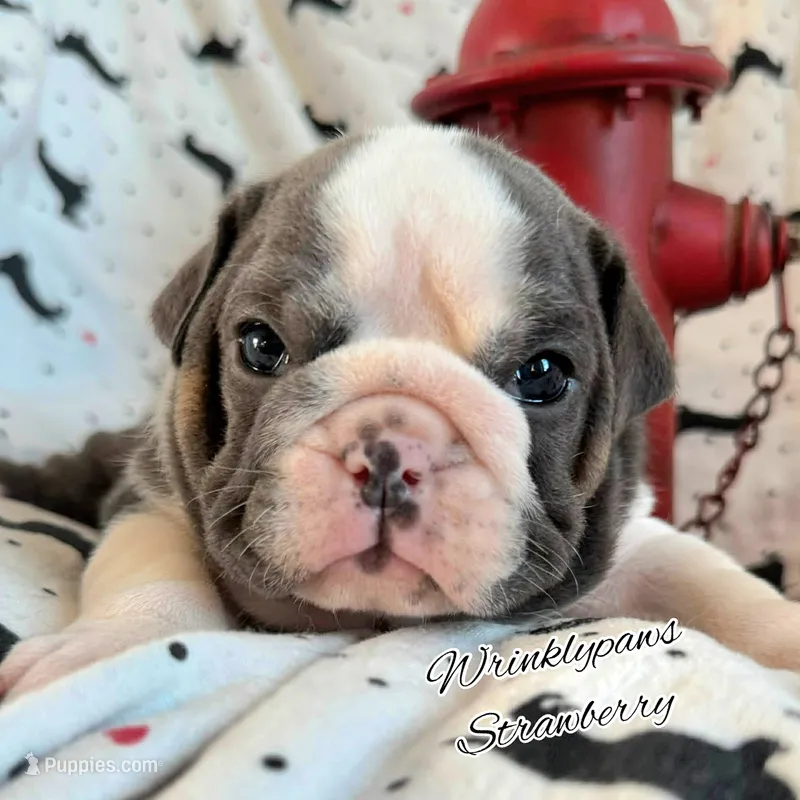 Strawberry – English Bulldog puppy for sale in Findlay, OH