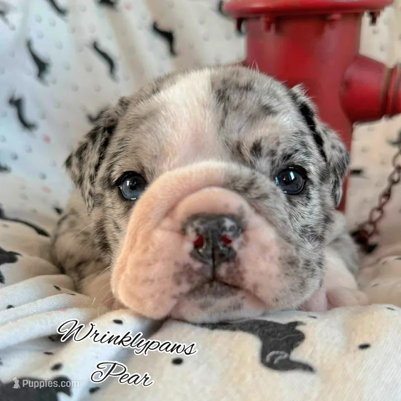 Pear – English Bulldog puppy for sale in Findlay, OH