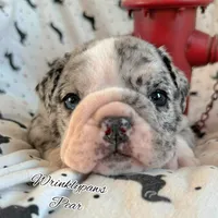 Pear, a female English Bulldog for sale in Findlay, OH – 2 of 6