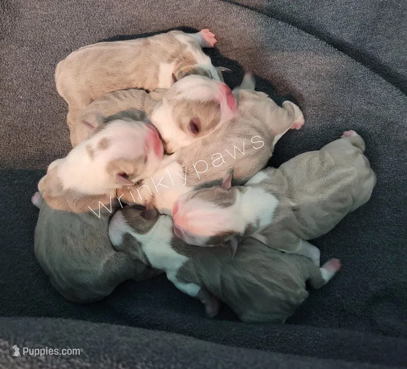 Bostons, a  Boston Terrier for sale in Findlay, OH – Photo 1 of 3