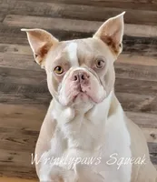 Bostons, a  Boston Terrier for sale in Findlay, OH – Photo 2 of 3