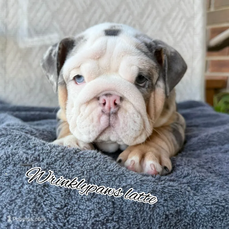 Latte – English Bulldog puppy for sale in Findlay, OH