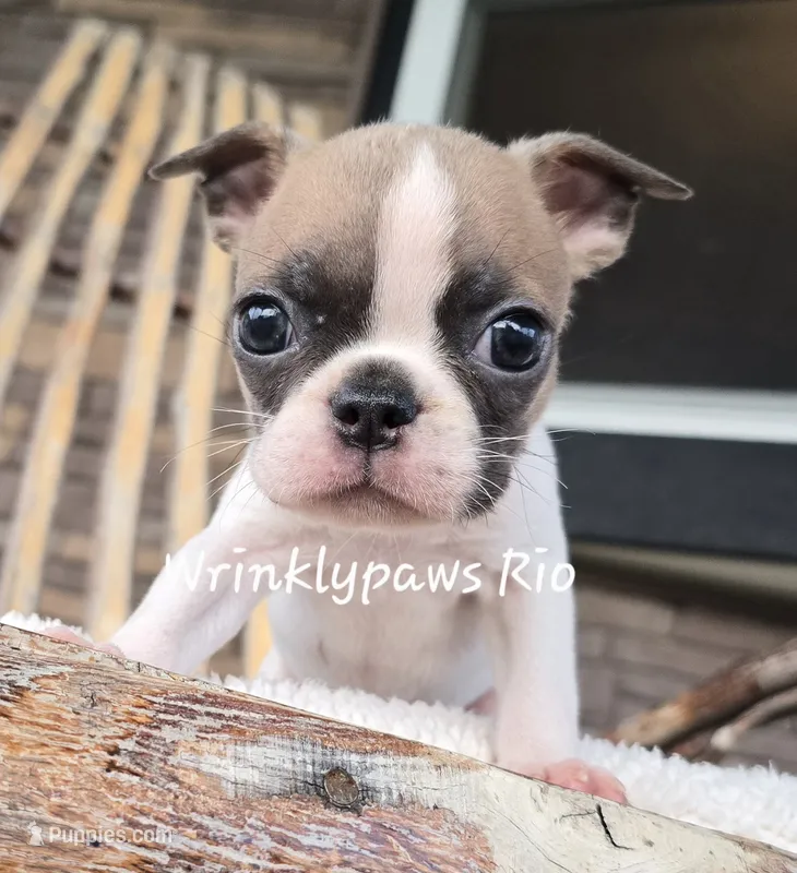 Rio – Boston Terrier puppy for sale in Findlay, OH