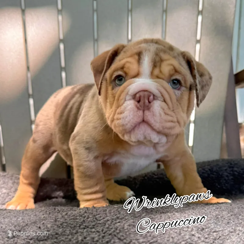 Cappuccino  – English Bulldog puppy for sale in Findlay, OH