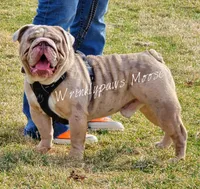 Perdita x Moose, a  English Bulldog for sale in Findlay, OH – 2 of 2
