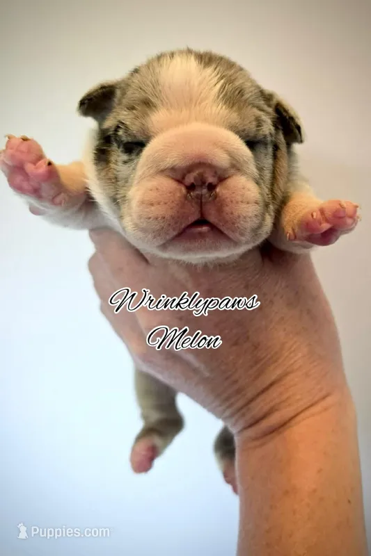 Melon – English Bulldog puppy for sale in Findlay, OH