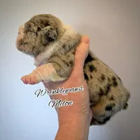 Melon, a male English Bulldog for sale in Findlay, OH – Photo 2 of 2