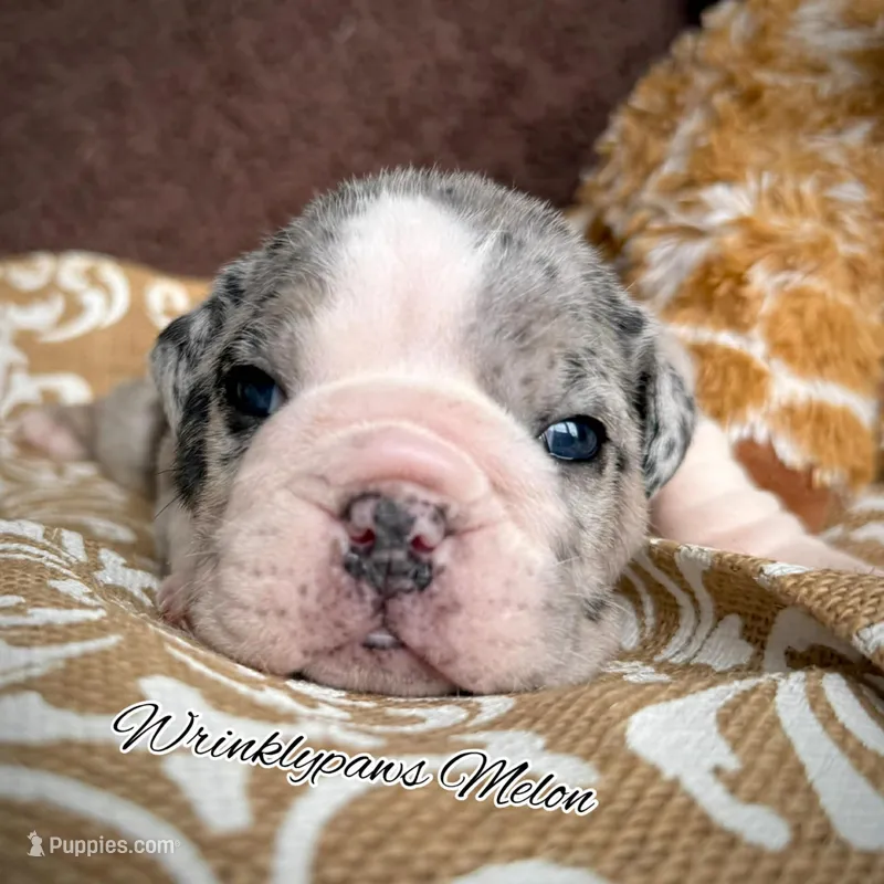 Melon – English Bulldog puppy for sale in Findlay, OH