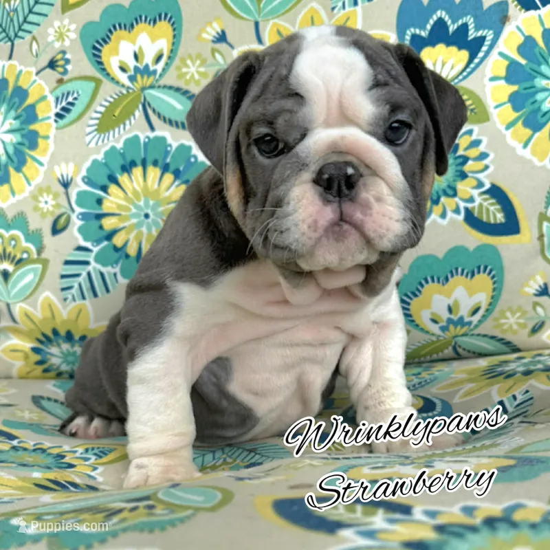 Strawberry – English Bulldog puppy for sale in Findlay, OH