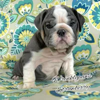 Strawberry, a female English Bulldog for sale in Findlay, OH – 4 of 10