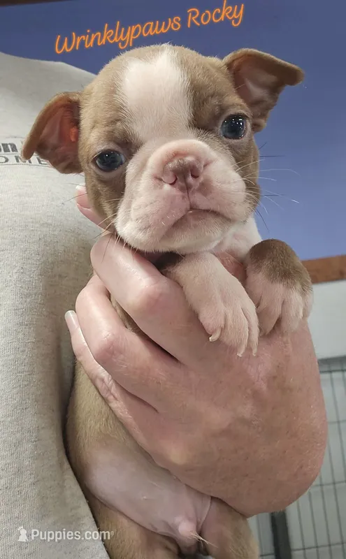 Rocky – Boston Terrier puppy for sale in Findlay, OH