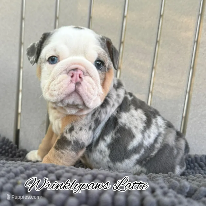 Latte – English Bulldog puppy for sale in Findlay, OH