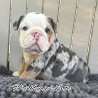 Latte, a female English Bulldog for sale in Findlay, OH – 1 of 9