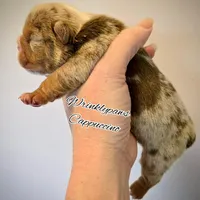 Cappuccino , a male English Bulldog for sale in Findlay, OH – Photo 2 of 4