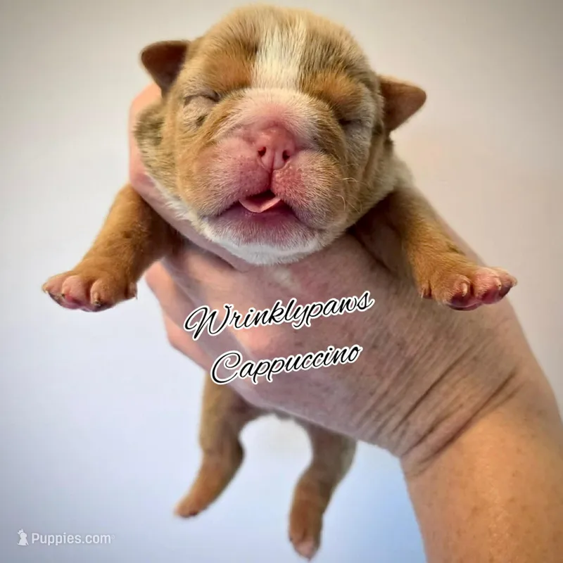 Cappuccino  – English Bulldog puppy for sale in Findlay, OH