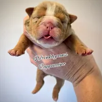 Cappuccino , a male English Bulldog for sale in Findlay, OH – Photo 1 of 4