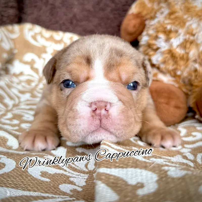 Cappuccino  – English Bulldog puppy for sale in Findlay, OH