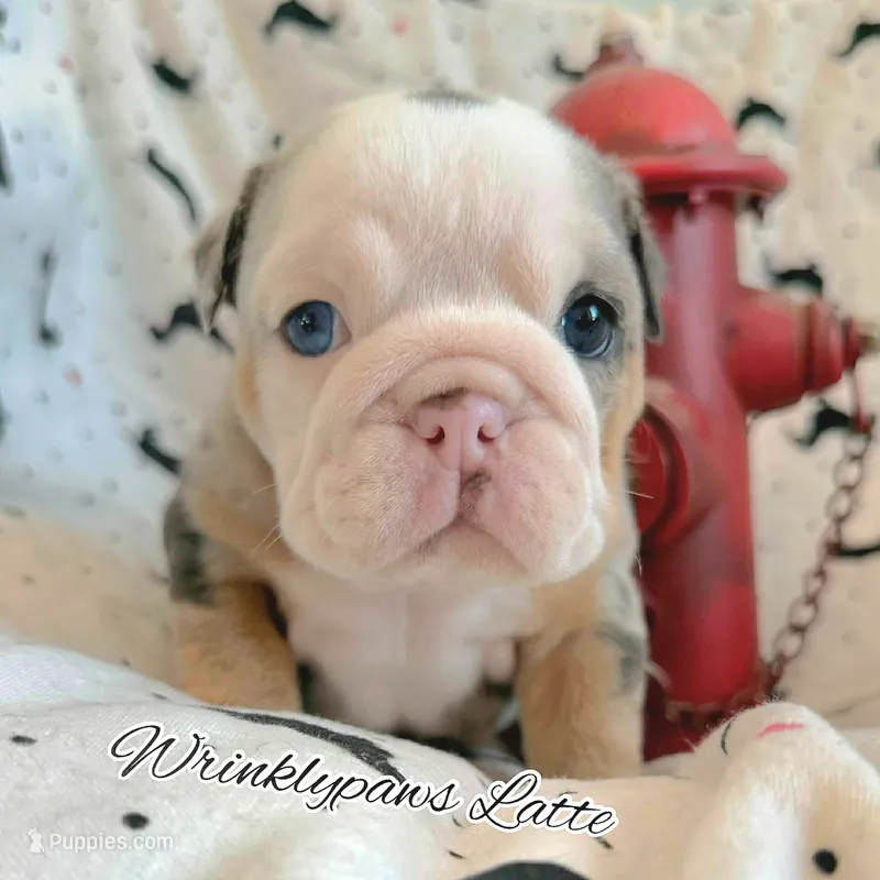 Latte – English Bulldog puppy for sale in Findlay, OH