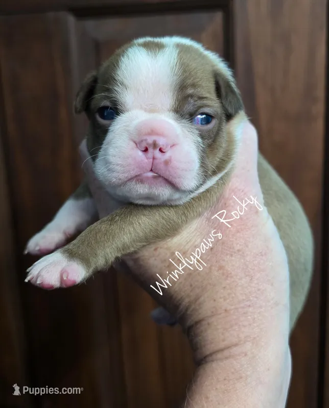 Rocky – Boston Terrier puppy for sale in Findlay, OH