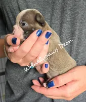 Deon, a male Boston Terrier for sale in Findlay, OH – 2 of 2