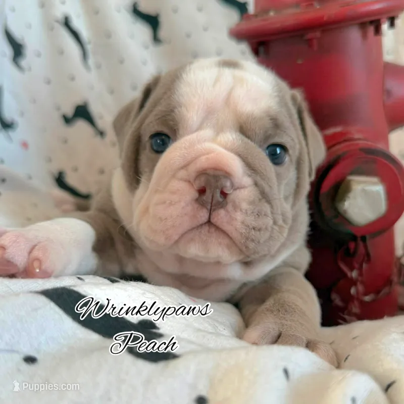 Orange – English Bulldog puppy for sale in Findlay, OH
