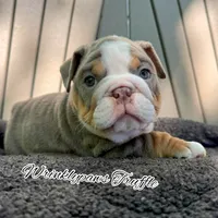 Truffle, a male English Bulldog for sale in Findlay, OH – 2 of 3