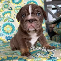 Pluto, a male English Bulldog for sale in Findlay, OH – 2 of 2