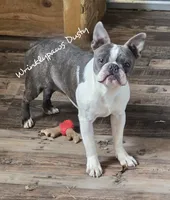 Upcoming, a  Boston Terrier for sale in Findlay, OH – 2 of 2