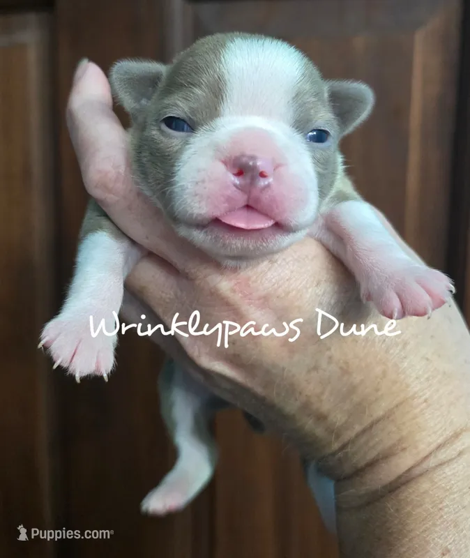 Dune – Boston Terrier puppy for sale in Findlay, OH