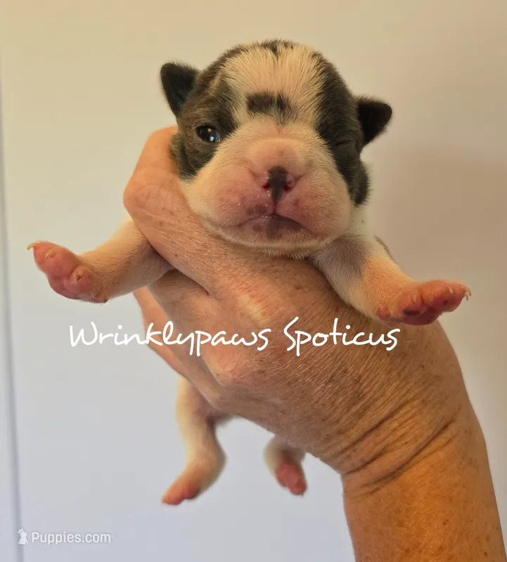 Spoticus – Boston Terrier puppy for sale in Findlay, OH