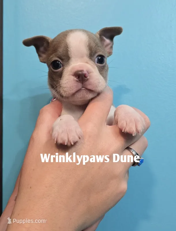 Dune – Boston Terrier puppy for sale in Findlay, OH